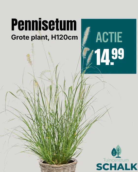 Pennisetum