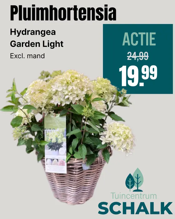 Pluimhortensia