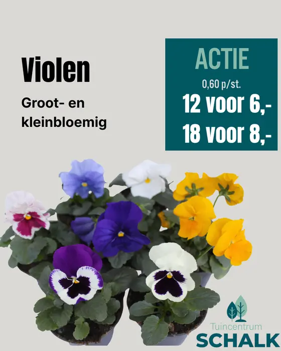 Violen