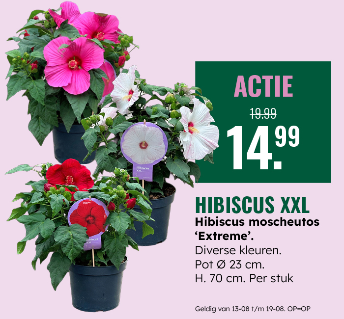 Hibiscus XXL