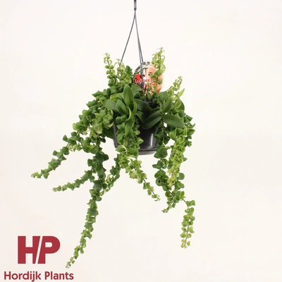 Aeschynanthus Rasta bloeiend P15 hangpot