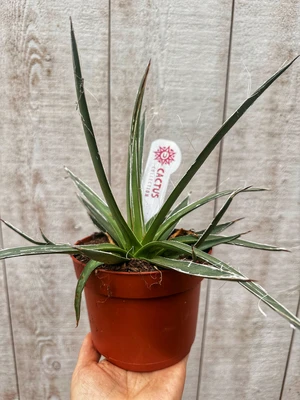 Agave P13 Filifera