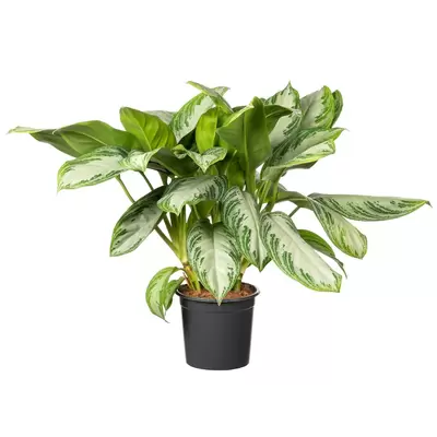 Aglaonema Silver Bay p17h50cm