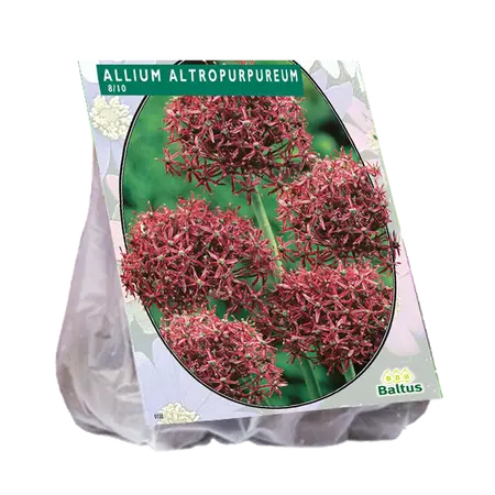 Allium atropurpureum 7st