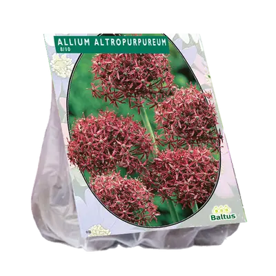 Allium atropurpureum 7st