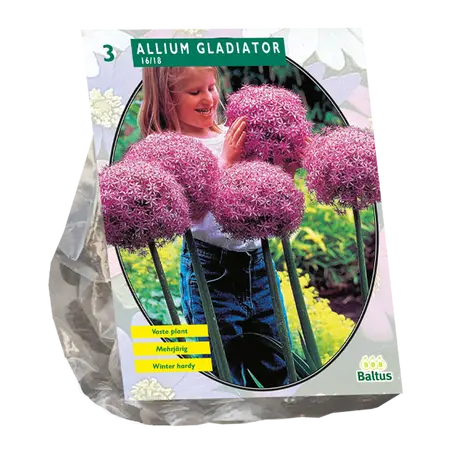 Allium gladiator 3st