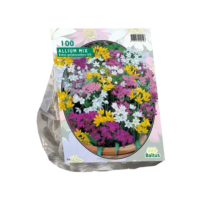 Allium mix 100st