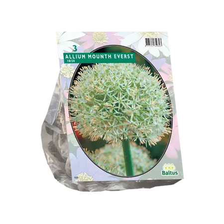 Allium mount everest 3st