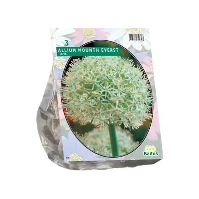 Allium mount everest 3st