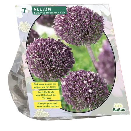 Allium Summer Drummer 7st