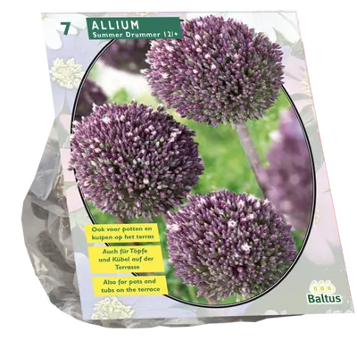 Allium Summer Drummer 7st