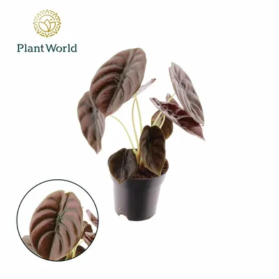 Alocasia P14 Red Secret Botanic