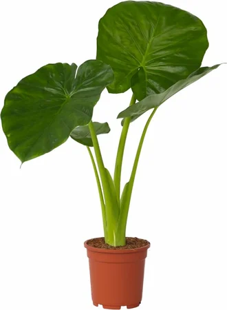 Alocasia P21 Cucullata Green Jewels