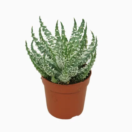 Aloe P7 Humiliis Shark ZS