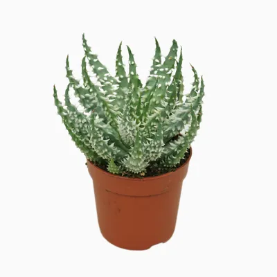 Aloe P7 Humiliis Shark ZS