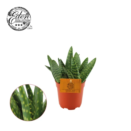 Aloe Paradisicum P10.5