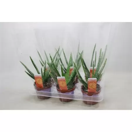Aloe vera P10,5 H25 cm