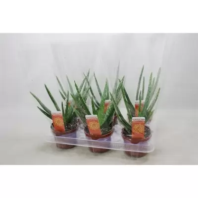 Aloe vera P10,5 H25 cm