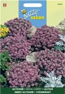 Alyssum sneeuwkleed rood 0.5g - afbeelding 1