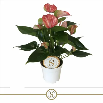 Anthurium 12 cm Livium Red