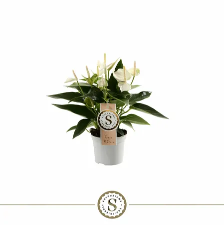 Anthurium 12cm White Champion 