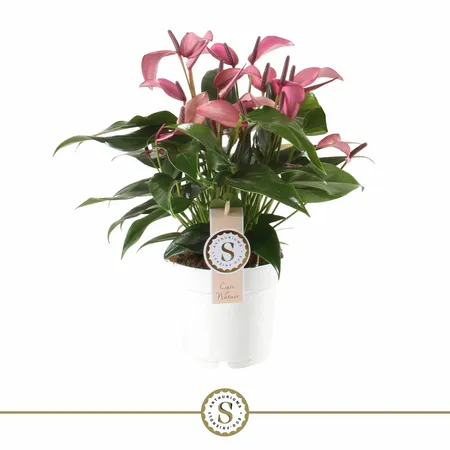Anthurium 14cm Zizou
