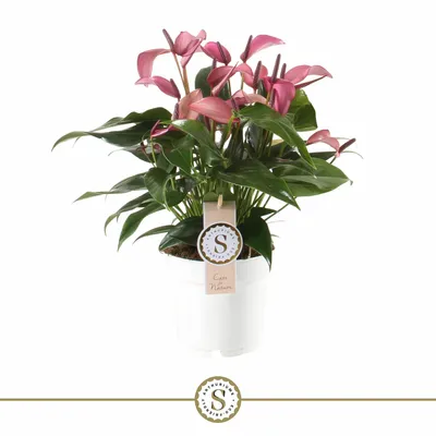 Anthurium 14cm Zizou