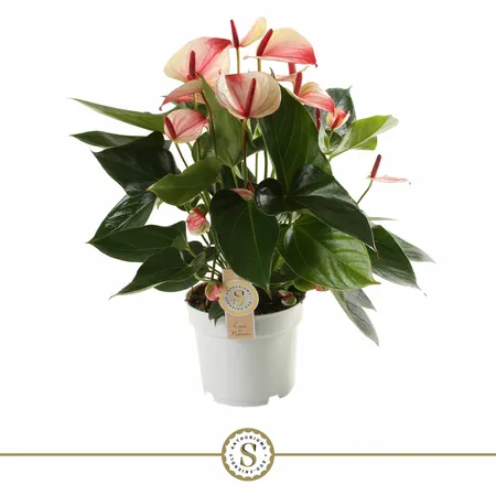 Anthurium 17cm Mystique