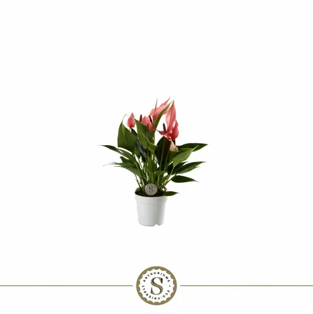 Anthurium 7cm Lilli