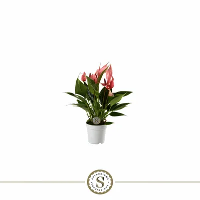 Anthurium 7cm Lilli