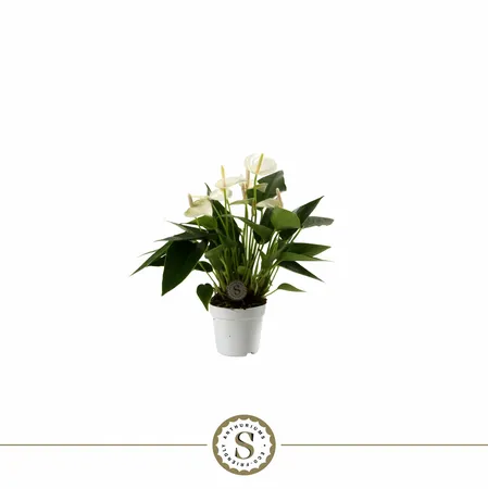 Anthurium 7cm White Champion