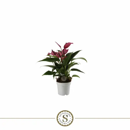 Anthurium 7cm Zizou
