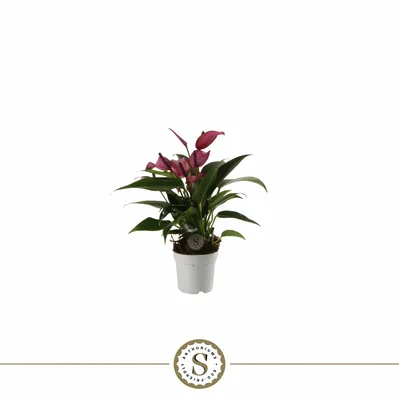 Anthurium 7cm Zizou