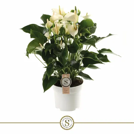 Anthurium andr. White Champion P17