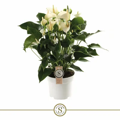Anthurium andr. White Champion P17