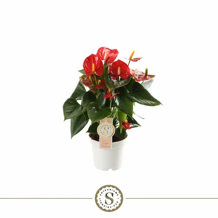 Anthurium Champion 12cm Red