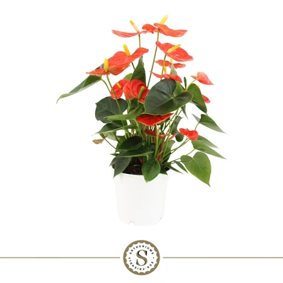 Anthurium Champion 14cm orange