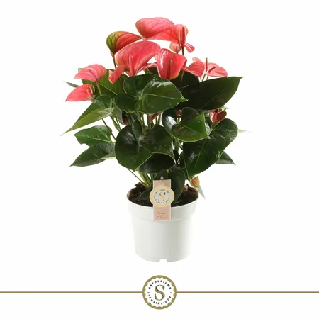 Anthurium Champion 17cm Pink