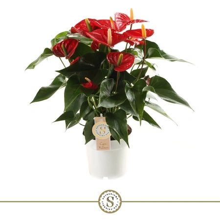 Anthurium Champion 17cm Red