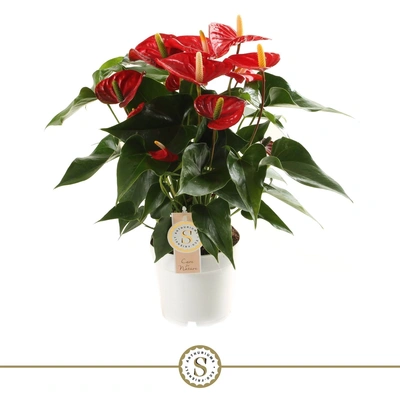 Anthurium Champion 17cm Red
