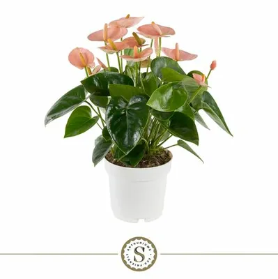 Anthurium Spirit P14