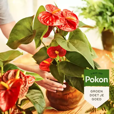Anthurium voeding 250ml - afbeelding 3