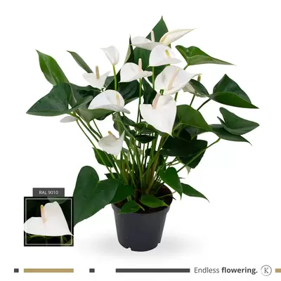 Anthurium White 17cm