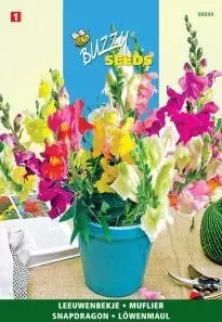 Antirrhinum majus nanum 0.5g - afbeelding 2