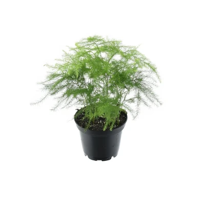 Asparagus plumosus P7cm - afbeelding 2