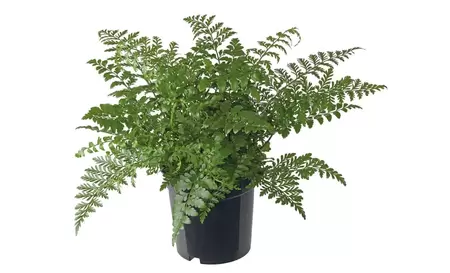 Asplenium Parvati p17h40cm