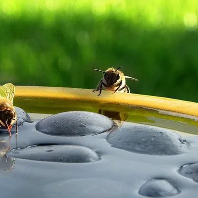 Bijen-en vlinderdrinkschaal  - afbeelding 2
