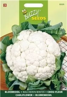 Bloemkool walcheren winter 0.5g - afbeelding 2