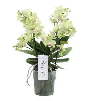 Boquetto Sensation 3-5 spike Pot12cm