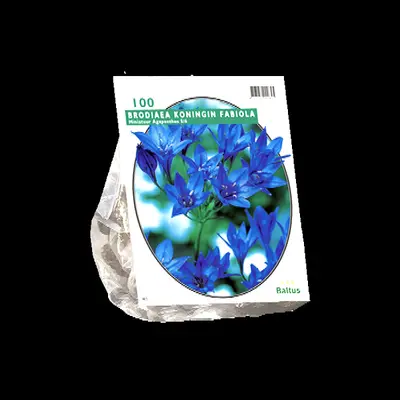 Brodiaea fabiola 100st